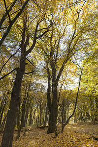 梦森林中的黄色树叶野生的秋天自然或城市公园中的黄色树叶当代的宽敞图片