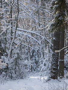 俄罗斯阳光明媚的寒冬森林下积雪的树木松枝图片