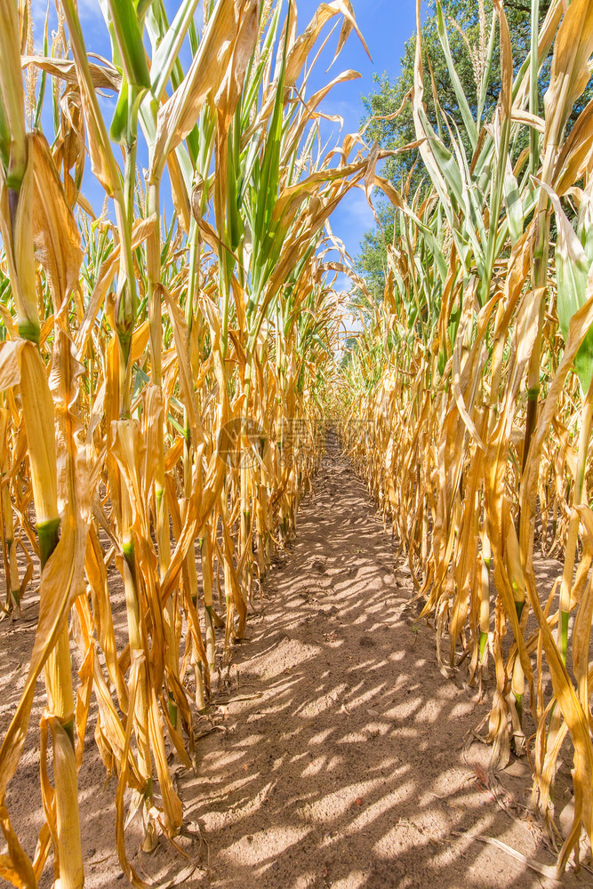荷兰短缺损害农业破坏阳光下干燥的玉米作物图片