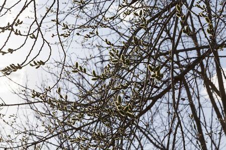 天空季节自然春开花时柳树枝在野外紧地迎着天上盛开的柳树泉图片