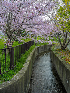 水隧道浪漫的运河边樱花图片