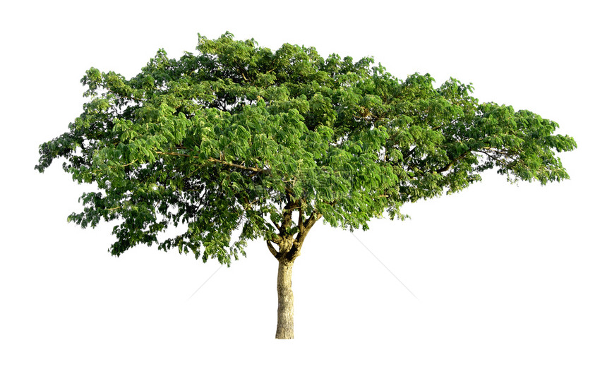 孤独分支目的白色背景上隔离的树木用于设计并有剪切路径的热带树和图片