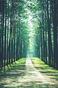 路径和松树森林景观生长小路山毛榉图片
