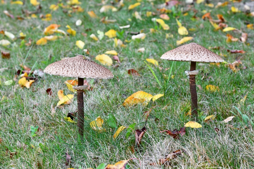 秋天蘑菇草地中的宏利皮奥塔树木图片