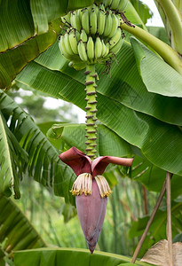 香蕉树和花心食物培育图片