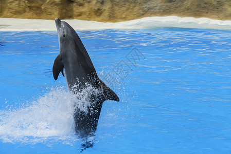 水族馆海豚表演图片