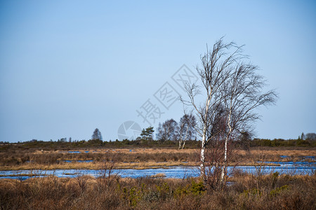经过绿色蓝的在瑞典群岛奥兰的初春季节前美丽的湿地风景图片