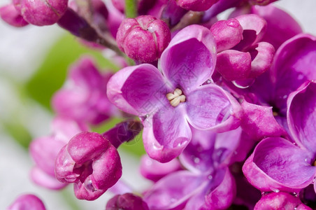 纯度叶子反射紫色花朵丁香在特写镜头水滴在花丁香特写镜头紫色花朵图片