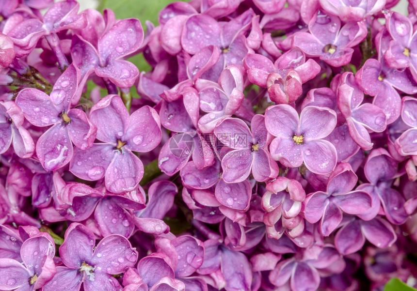 紫色花朵丁香在特写镜头水滴在花丁香特写镜头水滴在花刷子飞沫雨图片