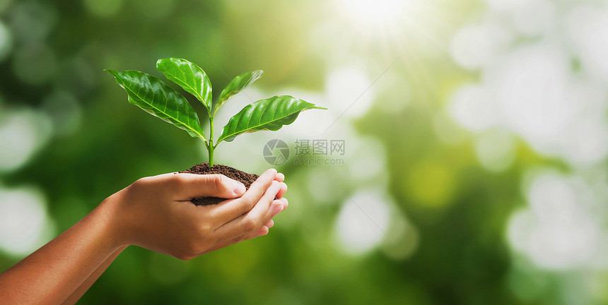 叶子关心以模糊的绿色自然背景和阳光的概念将年轻小植物手牵着在模糊的绿色自然背景和生态地球日上保持图片