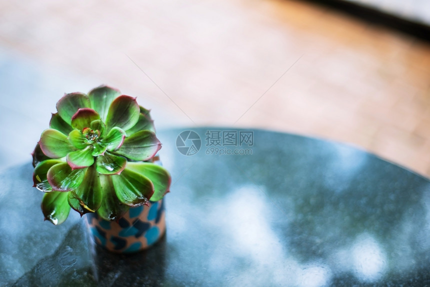 植物内部的环境花园木桌上小棚子里树上美丽图片