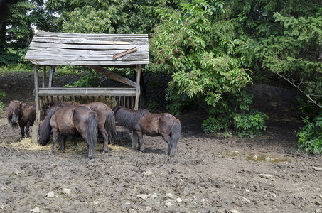 户外环境4只棕色小马在雨后公园的草架上喂干子图片