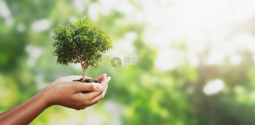 保护以阳光背景概念在模糊绿色上握着手树生态地球日活力商业图片