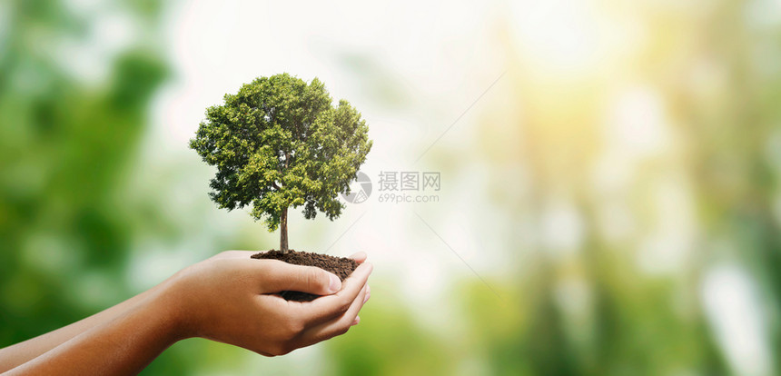 环境的女人手握着树在模糊的绿色自然背景生态地球日的概念可持续年轻的图片