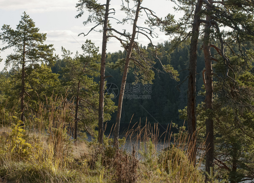 叶子景观透过树木的叶观察湖和林木的景象山图片