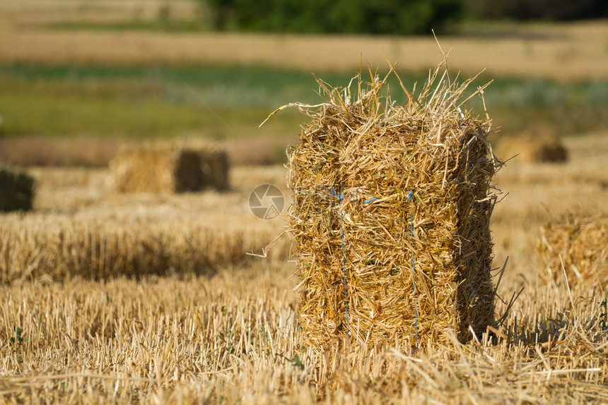 庄稼栽培的草捆在田里收割小麦后一堆稻草图片