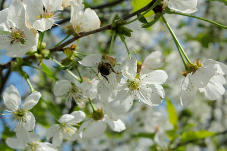春天的樱桃枝树蓝色月夏天图片
