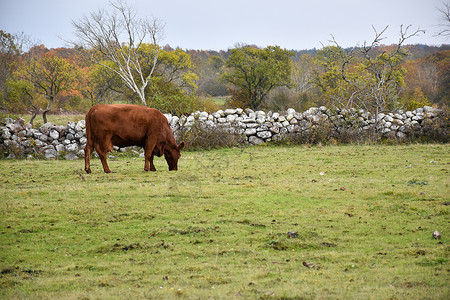 有色在秋季的棕牛被古老的干岩墙覆盖着彩色地貌奥兰景观图片