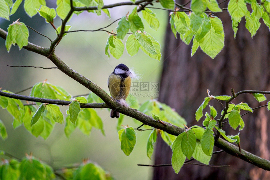 野生动物森林大奶头嘴唇有饲料在树枝上和饲料鸟类学图片