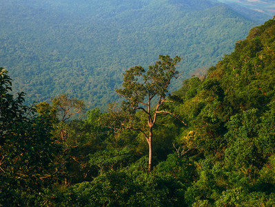 山清晨的雨林树木保护绿色图片