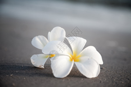 假期夏天在海滩上的鲜花自然收藏图片