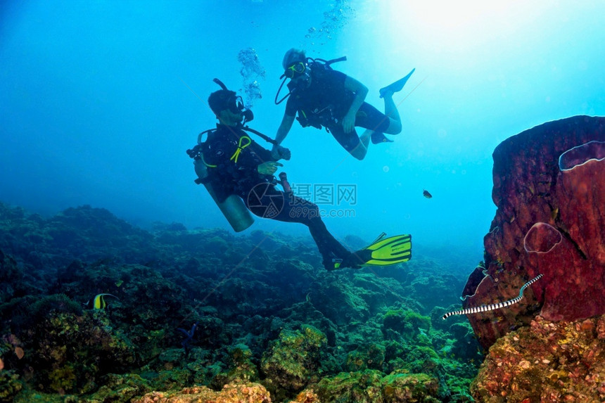 在美丽的珊瑚礁与带条海蛇的底珊瑚上潜水的Scuba潜水员带状游泳的明信片图片