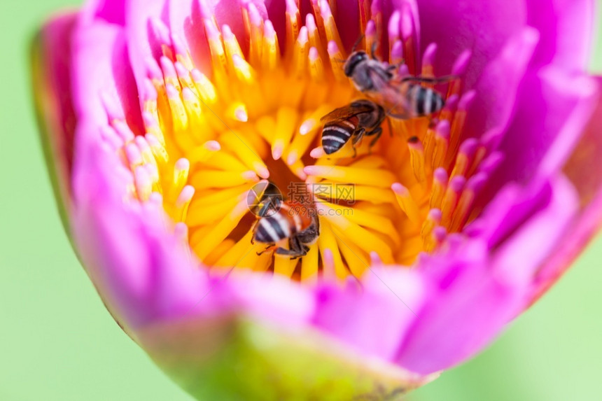 荷花上的蜜蜂图片
