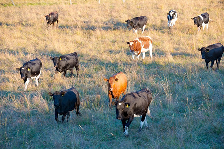 团体场景家畜智利南部X区LosLagos地区X的奶牛图片