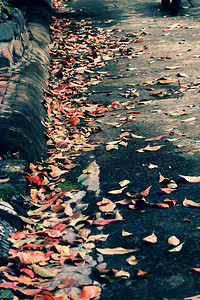 人行道秋季在街上流落着多彩的叶子使秋天背景美丽户外季节图片