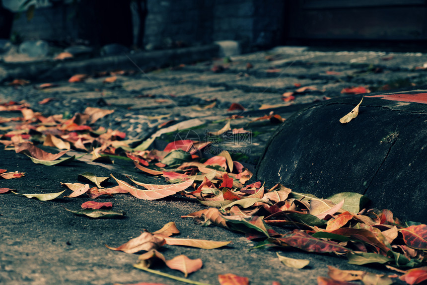 美丽的秋季在街上流落着多彩的叶子使秋天背景美丽红色的赛图片