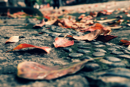 颜色路西贡秋季在街上流落着多彩的叶子使秋天背景美丽图片