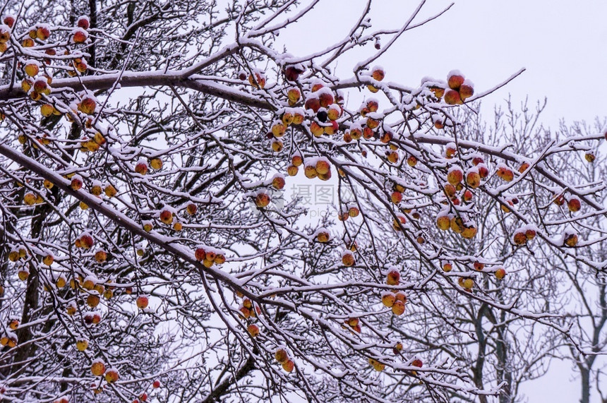 树木清除上的苹果雪中苹果覆盖树上雪覆盖苹果树维他命图片