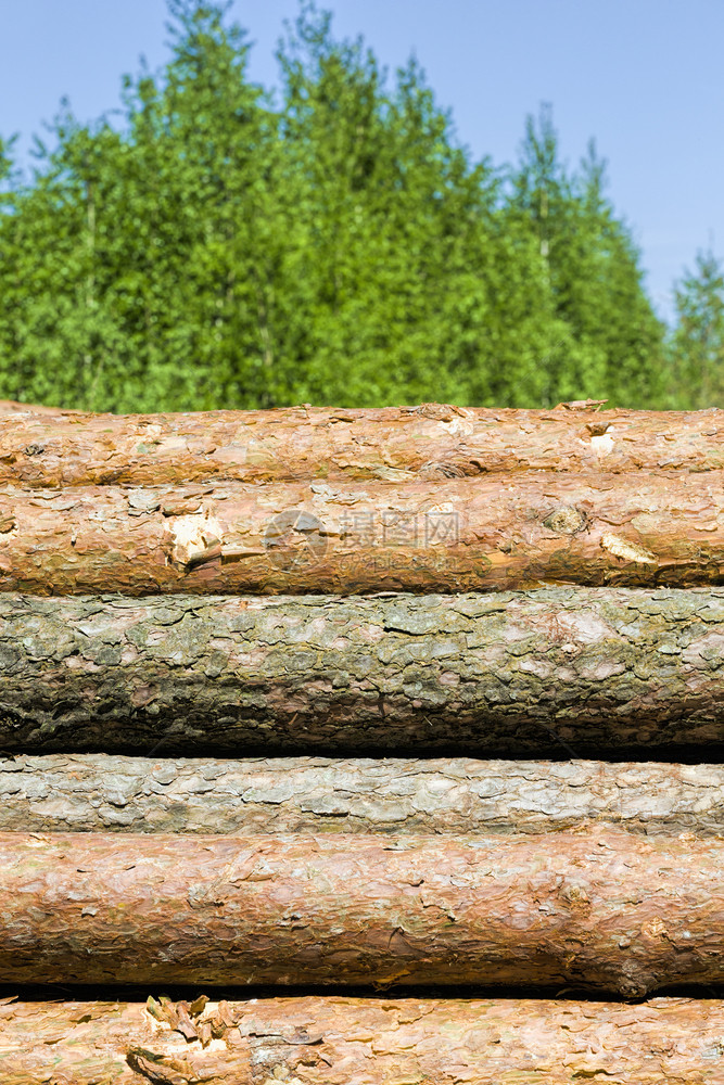 圆形的伐木材加工时折叠的松树干工业场地松树干上封闭室外口硬木燃料图片