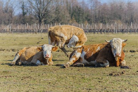 可爱的三头奶牛一直开着个葡萄园的背景盯家畜图片