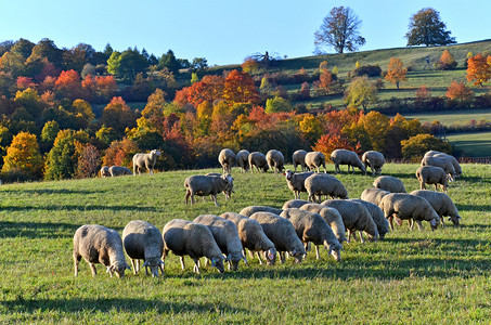 10月在朗山的羊群中景观季节生产高清图片