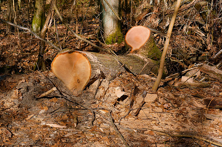 破坏光线棕色的锯木砍伐森林或的树干图片