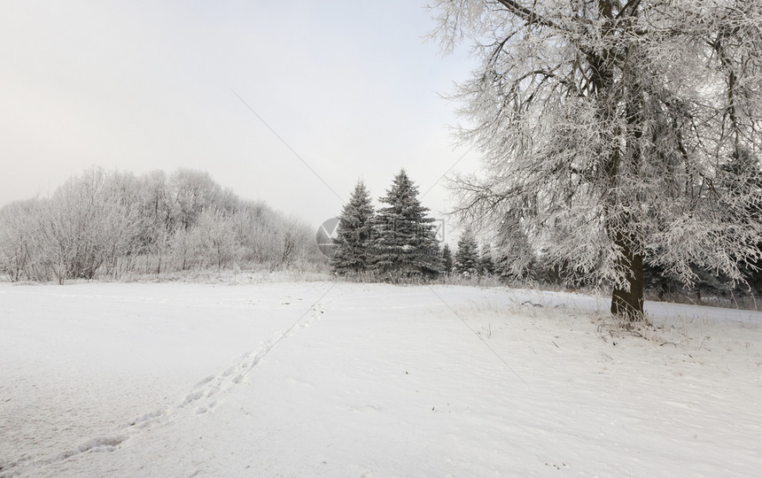 霜颜色森林树木的冬季风景覆盖着雪混合林与锥形树和低落混在一起图片