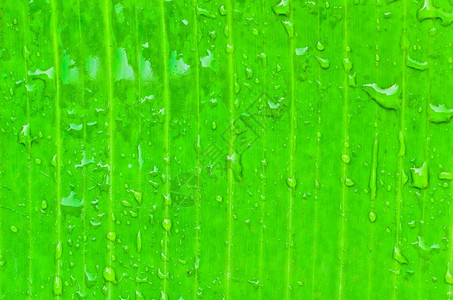 草树生活绿香蕉叶图片