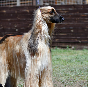 阿富汗猎犬阿富汗灰狗或猎犬夏日狩猎的狗种鼻子舌头天背景