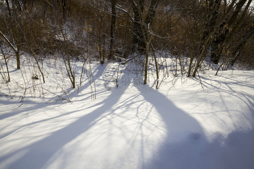 冷冻冬季白雪上的树木阴影冬天树木阴影在冰霜下阴影自然封闭木头森林图片