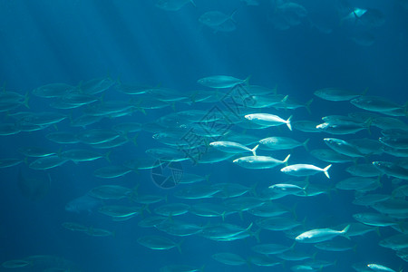 美丽的礁在蓝色深水的海底族馆洋中的鱼类有噪音的玻璃从中喷出水下图片