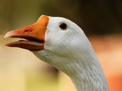 农业使用OpenBeak近距离关闭的鹅头击打图片明亮的动物背景图片