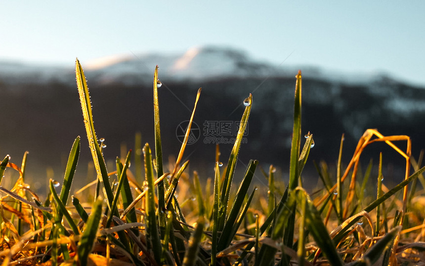 公园山秋草和清晨露在阳光下有选择地聚焦的亮光闭合黄色图片