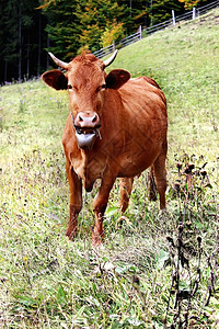 草地中的牛群自然构成牧场脸轻擦图片