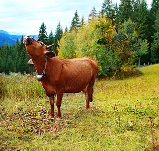 草地中的牛群自然构成户外脸乡村的图片