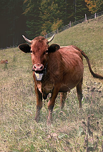 放牧国内的草地中牛群自然构成动物群图片