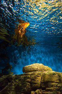 在蓝色深水的海底族馆洋中的鱼类有噪音的玻璃从中喷出动物水下体积图片