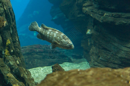 在蓝色深水的海底族馆洋中的鱼类有噪音的玻璃从中喷出水下蓝色的空气图片