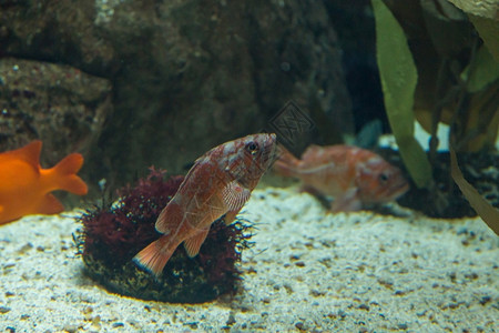 里斯本动物盐水在蓝色深的海底族馆洋中的鱼类有噪音的玻璃从中喷出图片