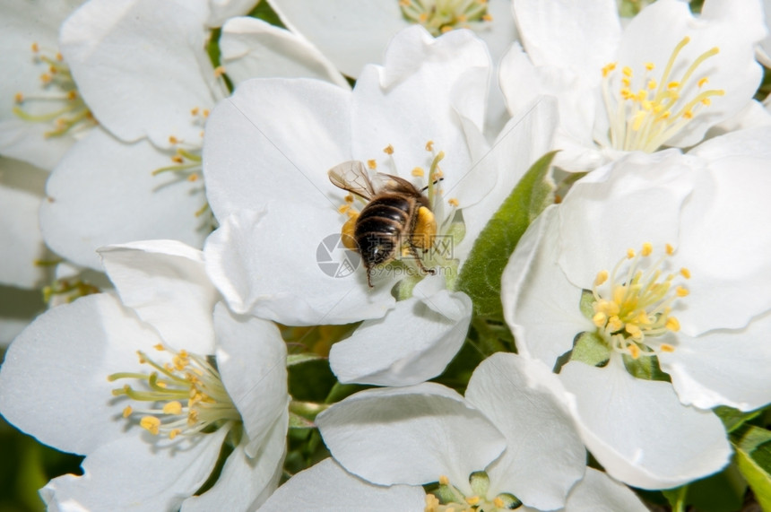 眼睛颜色野生动物白春花苹果上的昆虫图片